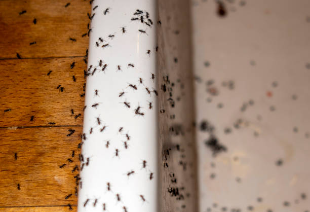 Best Local Pest Control Services  in Brodhead, WI