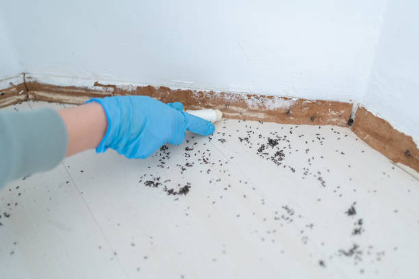 Best Spider Control Near Me  in Brodhead, WI